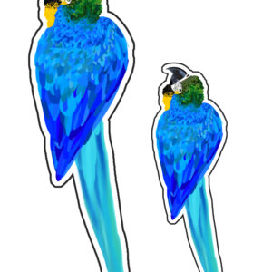 arara azul (a. hyacinthinus)