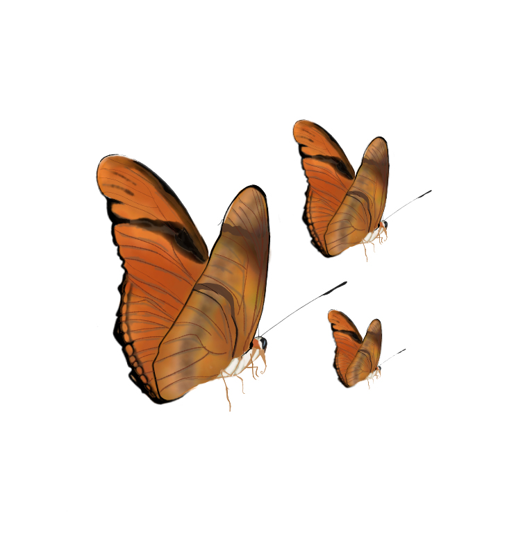 Shop borboleta labareda (dryas julias)